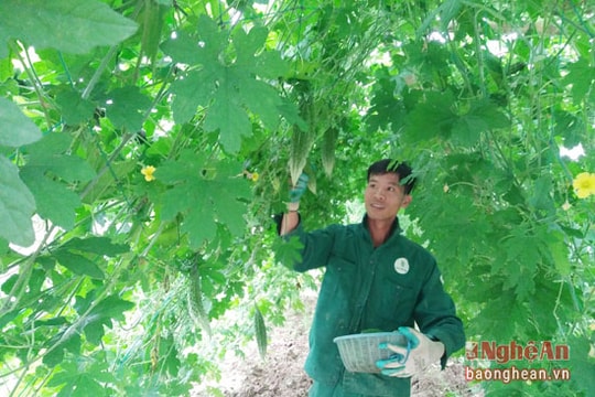 Nhiều cơ chế hỗ trợ nông dân trồng rau màu phục vụ Tết