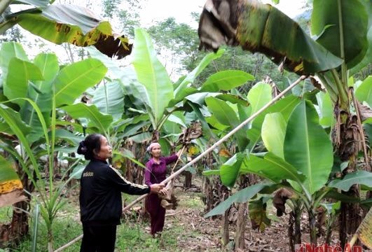 Mưu sinh với nghề hái lá chuối khô