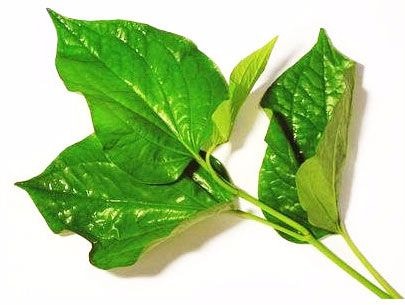 Kỳ diệu bài thuốc chữa gút từ trầu không, nước dừa