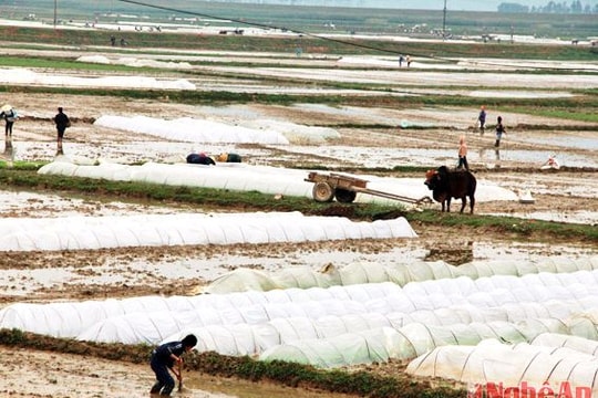 Phủ ni lông 100% diện tích mạ xuân
