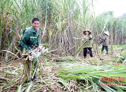 Áp dụng cách thức sản xuất mới, năng suất mía đạt 100 tấn/ha