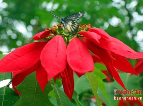 Hoa trạng nguyên rực đỏ ở miền Tây xứ Nghệ