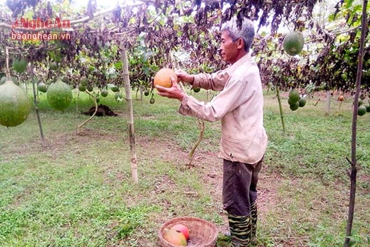 Trồng gấc lai hàng hóa thu lãi 80 triệu đồng/ha