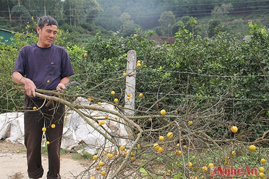 Nông dân 'chua chát' vì chanh...được mùa