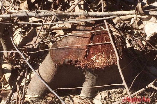 Cần giải quyết dứt điểm tình trạng lấn chiếm đất lâm nghiệp ở Tân Kỳ