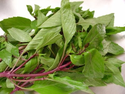 Húng quế - kháng sinh tự nhiên tuyệt vời cho sức khỏe