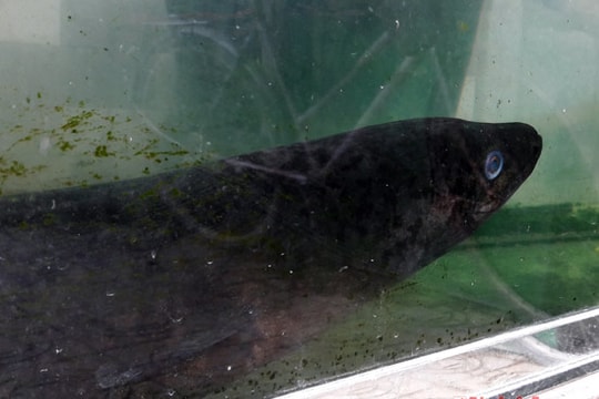 Bắt được cá lệch hiếm ở miền Tây Nghệ An