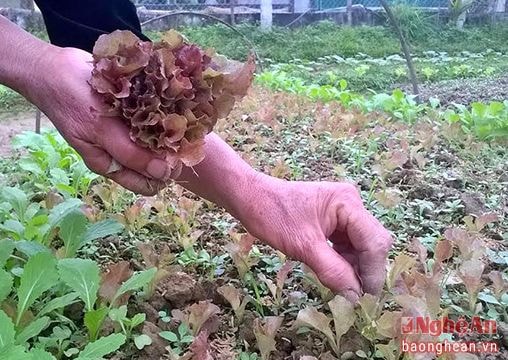 Ươm rau giống: Nghề thời vụ cho thu nhập cực cao