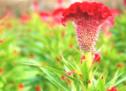 Hoa mồng gà chữa mề đay hiệu quả