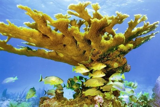 San hô là loài động vật sống thọ nhất Trái đất