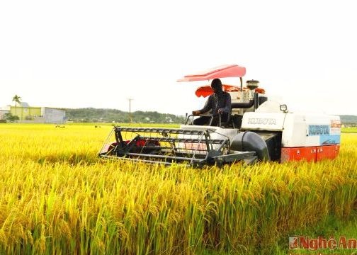 Thuê gom ruộng lớn để sản xuất hàng hóa