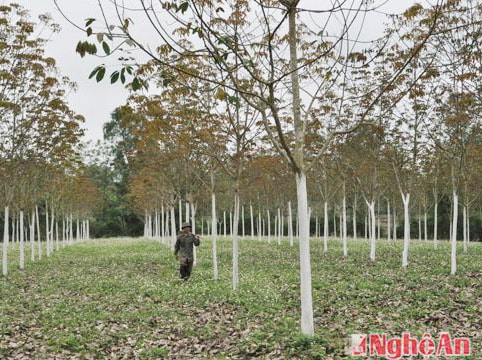 Nhà nước nắm 100% vốn và cổ phần chi phối ở những lĩnh vực then chốt