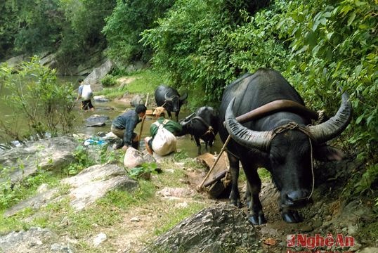 Hàng chục con trâu kéo gỗ lậu ra khỏi rừng