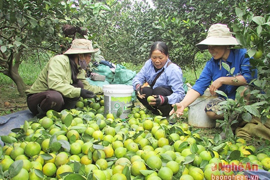 Cam Nghĩa Đàn rớt giá thảm 10.000 đồng/kg