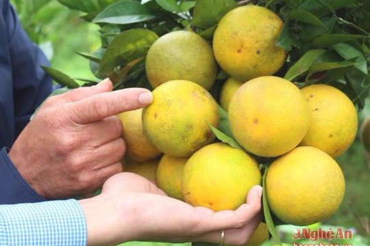 Tìm về thủ phủ cam Vinh