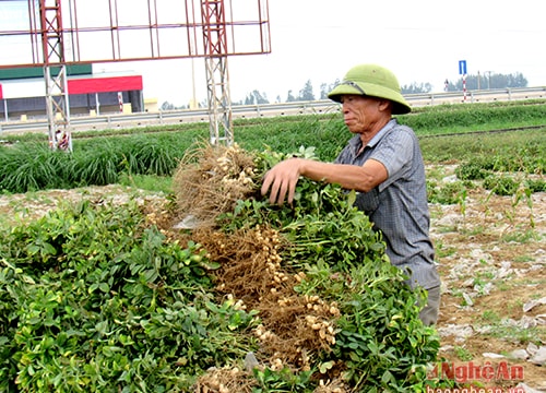 Nghi Lộc thất thu lạc đông