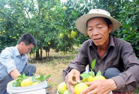 Cử tri Quỳ Hợp: Nghiên cứu để Quỳ Hợp xây dựng thương hiệu cam riêng