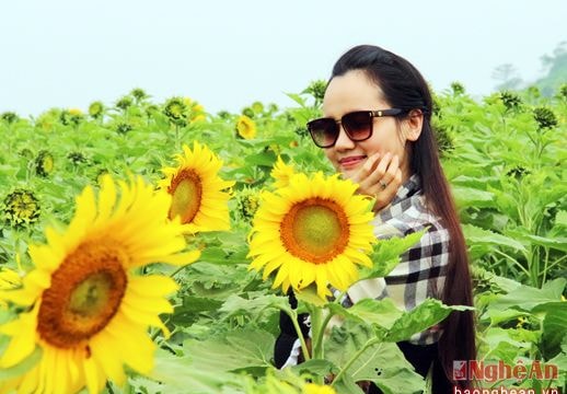 Du khách sẽ được lướt web miễn phí tại cánh đồng hoa hướng dương