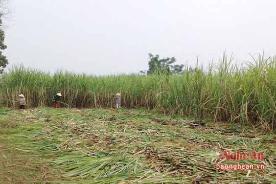 Nông dân Quỳ Hợp phấn khởi vì giá mía tăng 70.000 đồng mỗi tấn