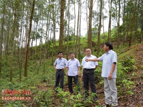 Nhà máy gỗ MDF Nghệ An: Chính sách thỏa đáng đảm bảo quyền lợi người trồng rừng