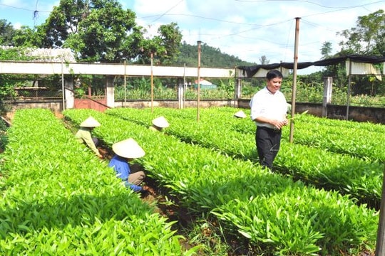 Sửa đổi, bổ sung một số điều Nghị định 99 về chính sách chi trả dịch vụ môi trường rừng