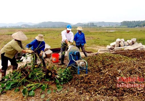 Nông dân xứ Nghệ biến bèo tây thành phân vi sinh