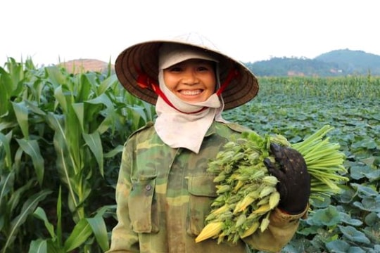 Nhộn nhịp mùa hái bù rợ bãi bồi