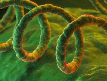 Phát hiện chủng bệnh giang mai mới