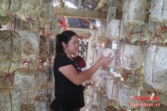 Đồng bào dân tộc Nghệ An với mô hình sản xuất nông nghiệp sạch