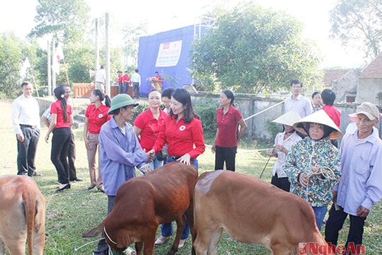 'Ngân hàng bò' - trao cơ hội thoát nghèo bền vững