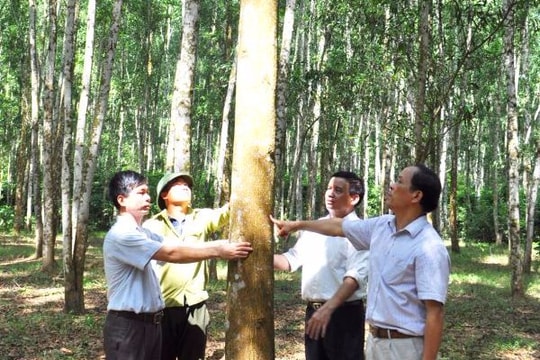 Sửa đổi, bổ sung một số điều Nghị định 99 về chi trả dịch vụ môi trường rừng