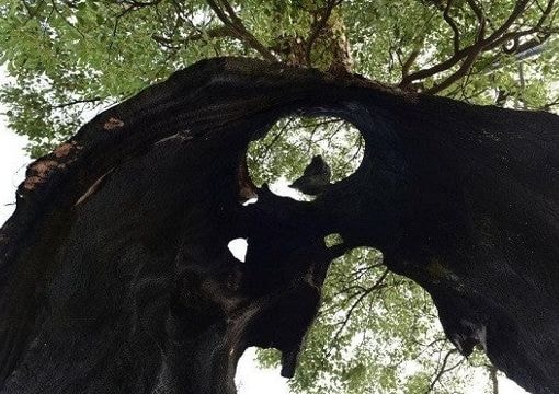 Cây rỗng ruột 300 năm tuổi vẫn sống khỏe mạnh