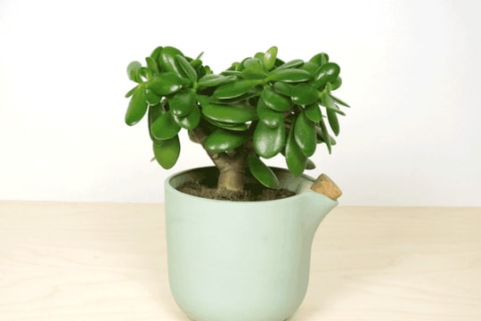 Chậu trồng cây tự báo lúc cần tưới nước