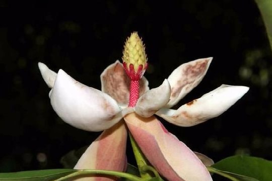 Giải pháp bảo tồn, phát triển các loài thực vật quý hiếm tại Khu bảo tồn thiên nhiên Pù Huống