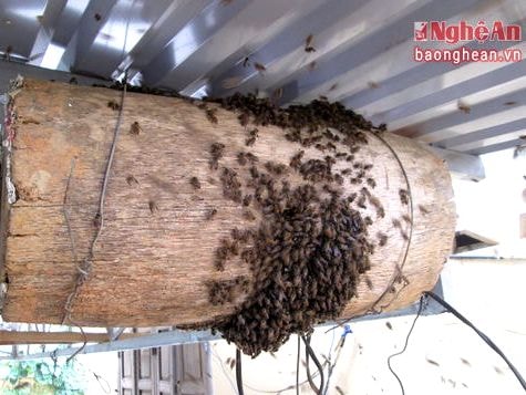 Mùa bắt ong soi ở miền Tây xứ Nghệ