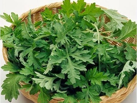 Những người nên nói không với rau ngải cứu