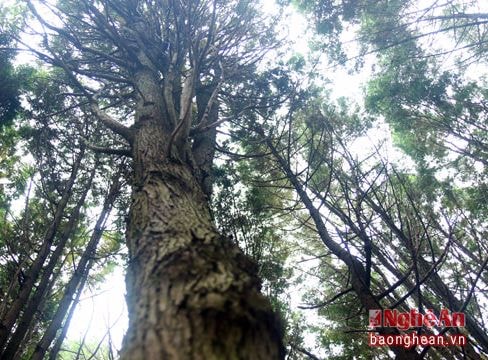 Rừng pơ mu có giá hàng trăm tỷ đồng ở Nghệ An