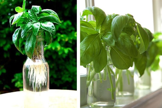 Tự trồng húng quế trong nhà bằng thủy canh, hiệu quả bất ngờ