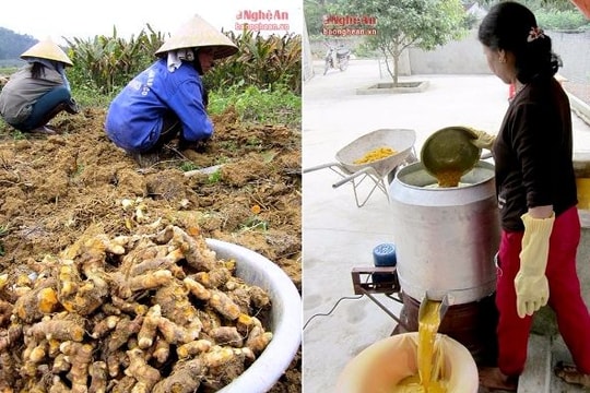 Làng trồng nghệ và chế biến tinh bột cho thu nhập 700 triệu/ha