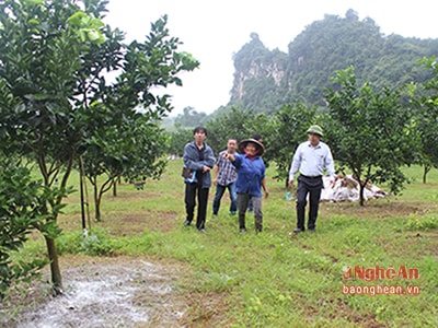 Ngọt thơm cam Bãi Phủ