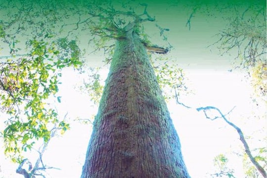 Bí ẩn quần thể cây di sản vừa được vinh danh ở Nghệ An