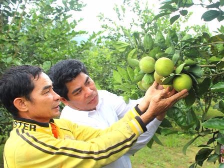 Xây dựng chuỗi giá trị cho cam Con Cuông