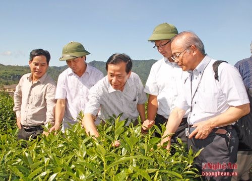 Nghệ An muốn xuất khẩu chè sang các nước khó tính