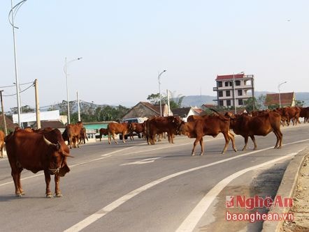 Bò và rác thải 'tung hoành' trên tỉnh lộ 542