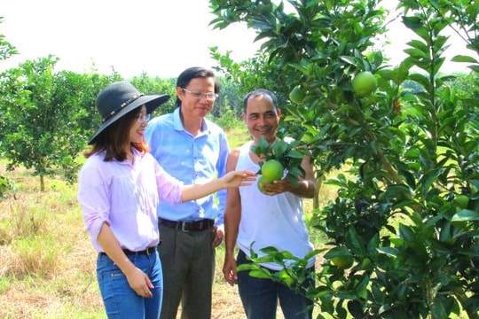 Quỳ Hợp phấn đấu tiên phong sản xuất Cam Vinh chất lượng cao