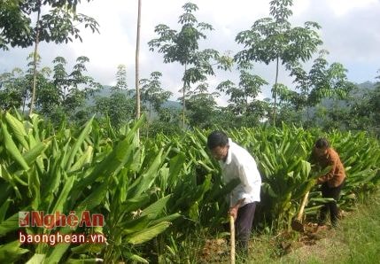 Trồng nghệ xen canh ngô thu nhập 300 triệu đồng/ha