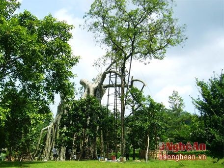 Một thoáng Tân Trào