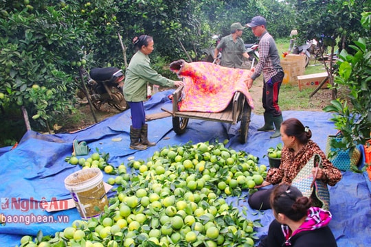 Nghệ An: HTX liên kết sản xuất, tiêu thụ nông sản an toàn
