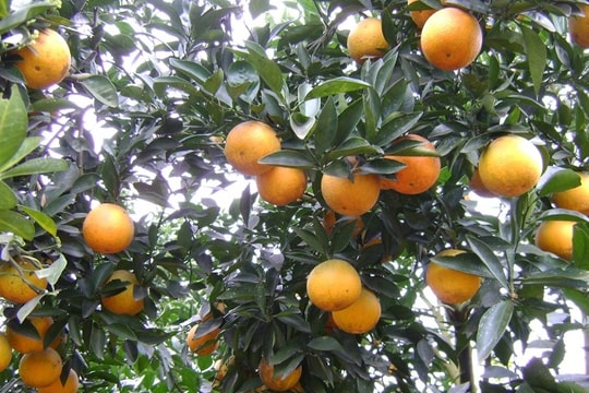 Dấu hiệu nhận biết cam Vinh