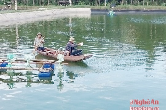 Diễn Châu hoàn thành thả nuôi 37 ha tôm vụ 3